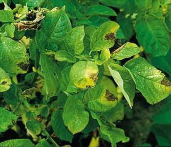 پژمردگی ورتیسلیومی  Verticillium wilt